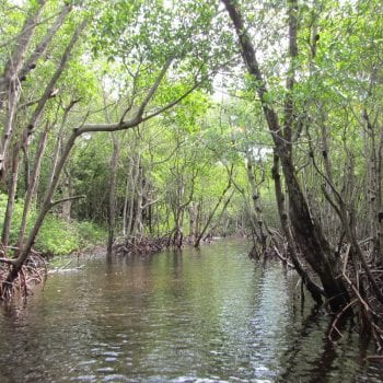 Mangrove bossen